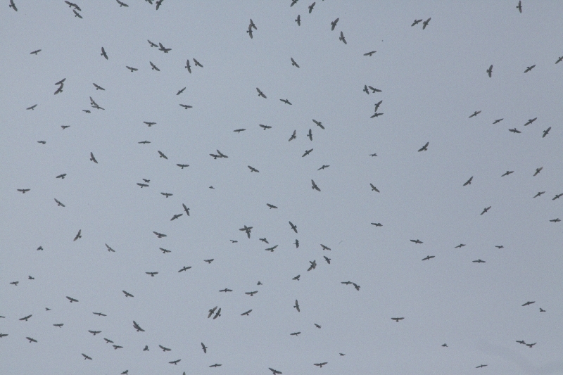Rapace